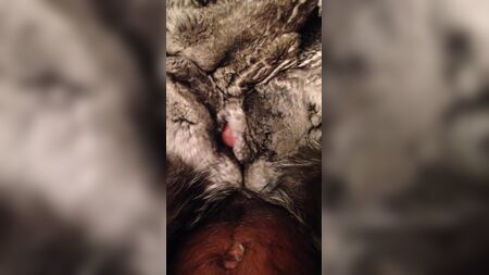 cum in cincilla fur
