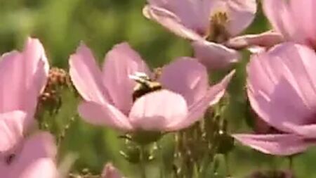 Best Of Jenny Mccarthy compilation