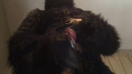 gorilla wanking