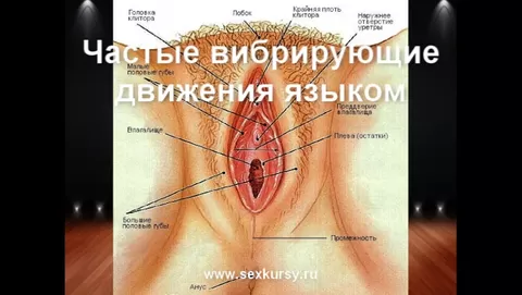 Раздулись половые губы